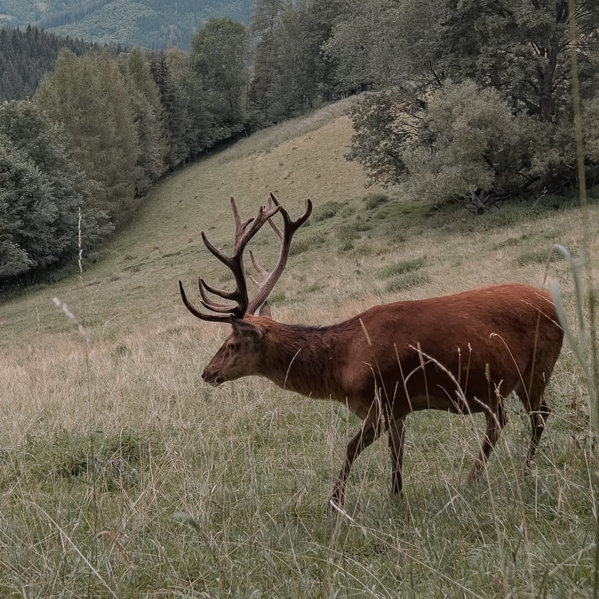 deer