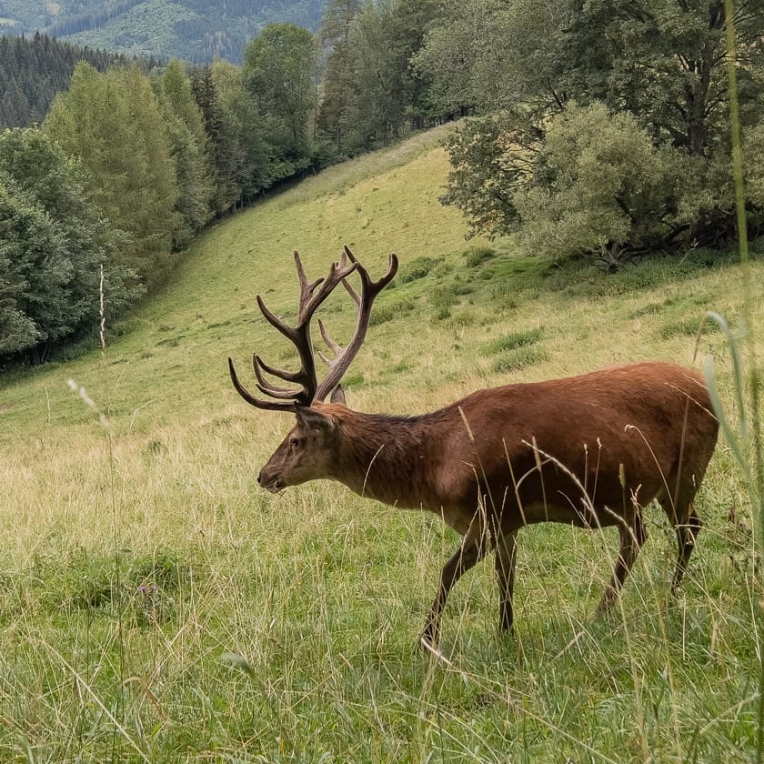 deer
